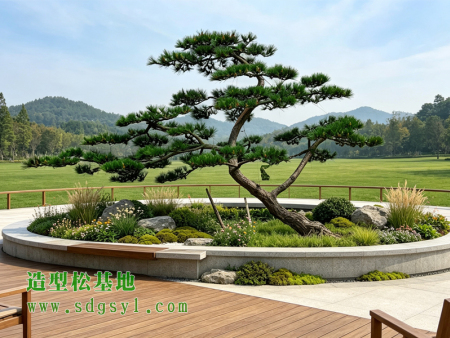 造型黑松批发
