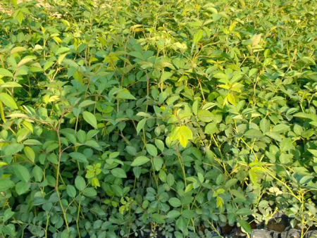 粉花蔷薇