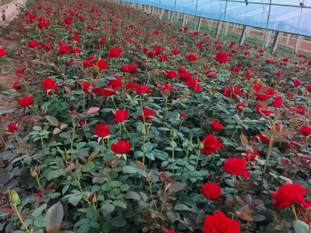 卡罗拉月季