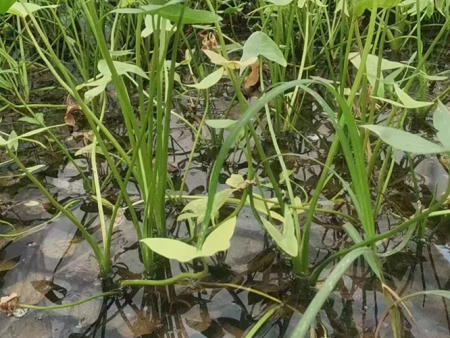 茨菇