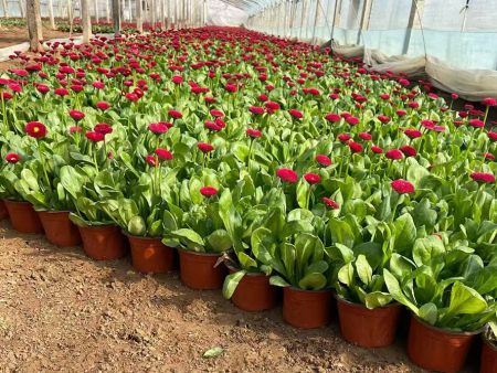 雏菊