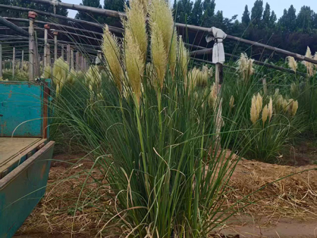 矮蒲苇