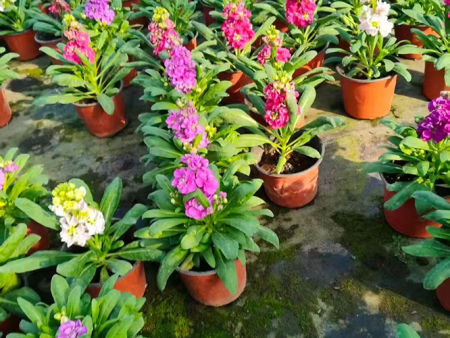 时令草花