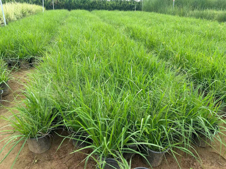 画眉草