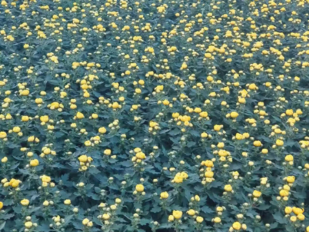 大菊花