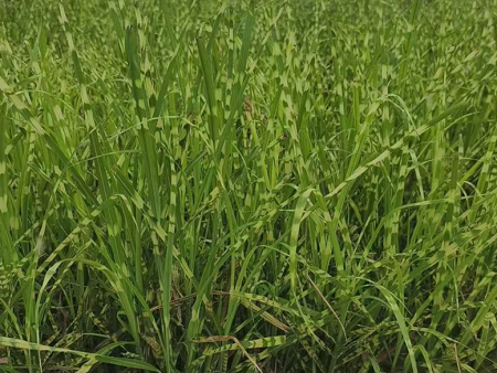 斑叶芒