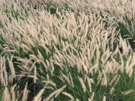 东方狼尾草