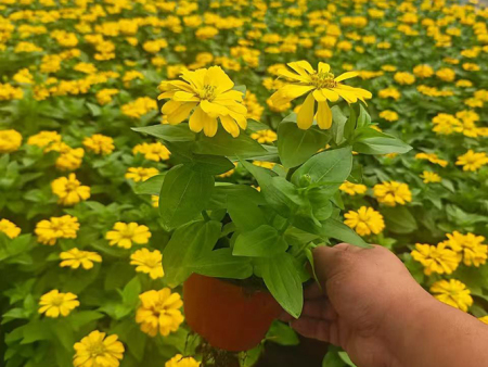 百日草