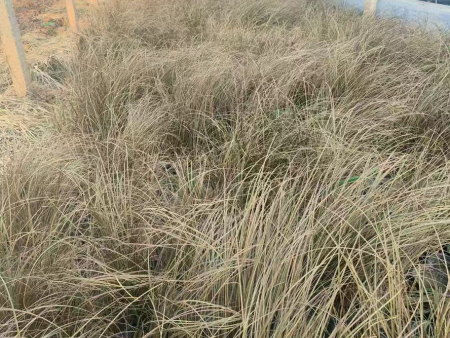 歌舞芒