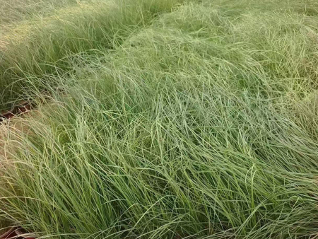 粉黛乱子草