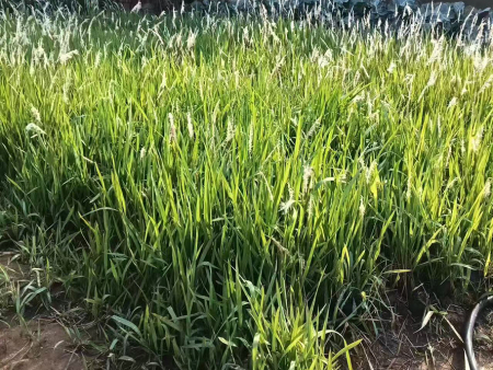 大油芒