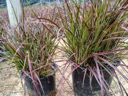 火焰狼尾草
