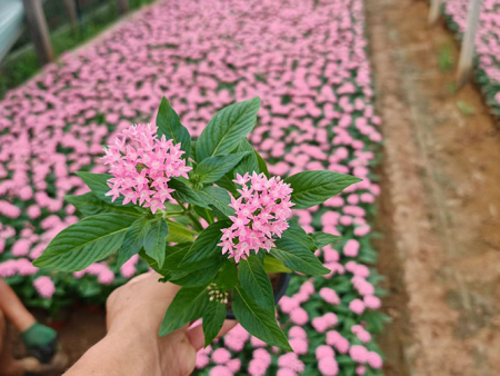 繁星花1