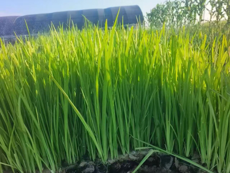 黄菖蒲