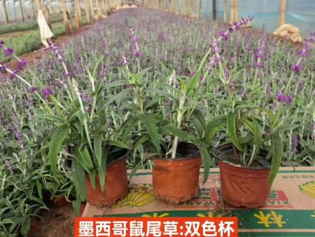 墨西哥鼠尾草