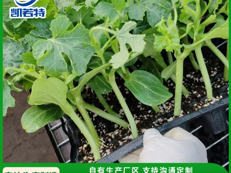 特调款滚筒穴盘育苗机 一机多用 蔬菜 药材 花卉 瓜果统统适用
