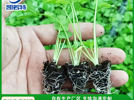 定制款RT-HP-680A穴盘育苗流水线 一机多用 蔬菜药材瓜果花卉都适用