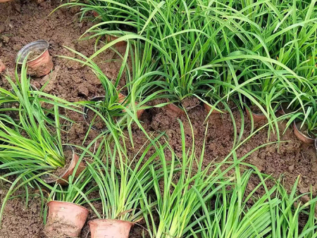 大花萱草
