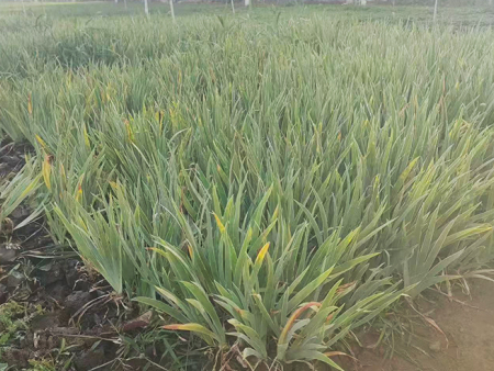 德国鸢尾