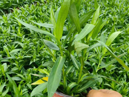 丹麦翠菊