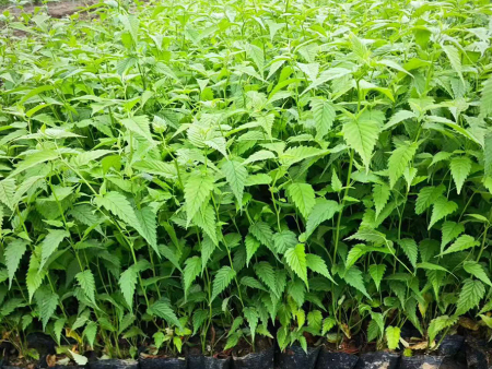 棣棠