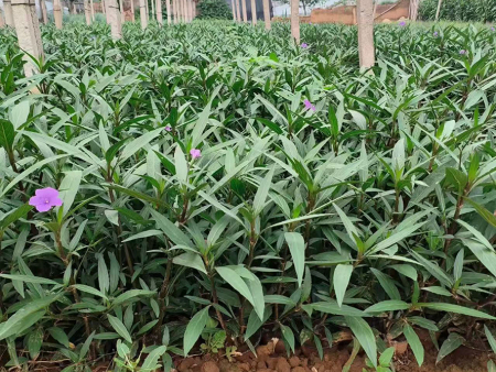 翠芦莉