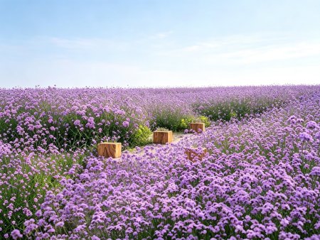 马鞭草花海