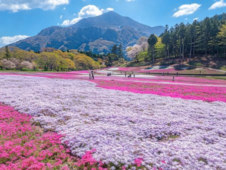 芝樱花海