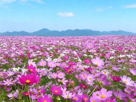 格桑花花海