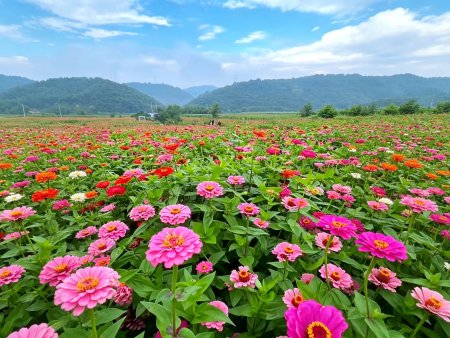 百日草花海