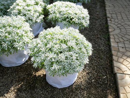 芙蓉菊