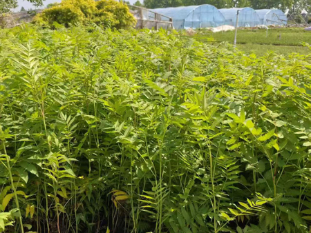 珍珠梅