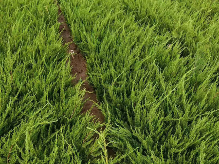小龙柏