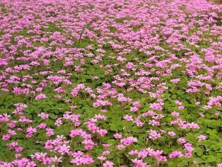 红花醡浆草