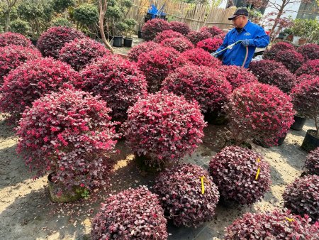 红花檵木球