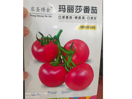 玛丽莎番茄