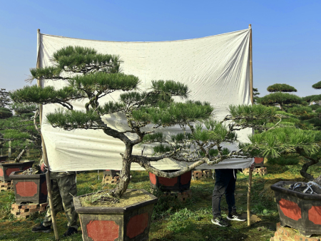 迎客松价格
