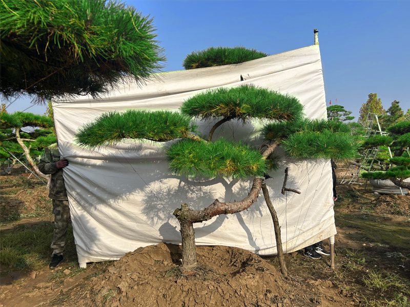 造型松