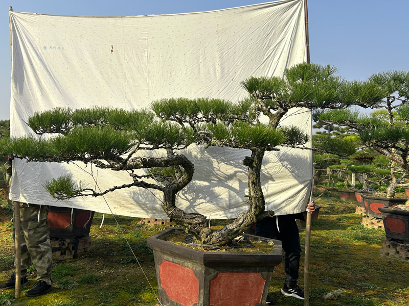 景观松