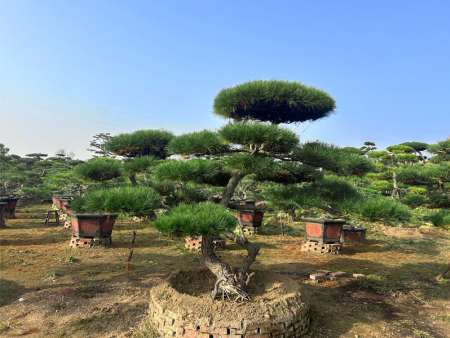 精品造型油松