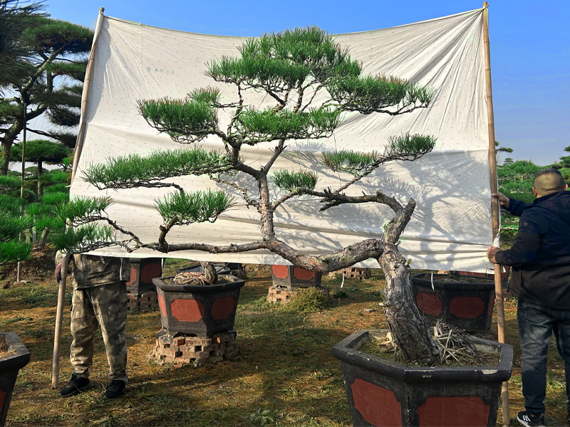 造型油松