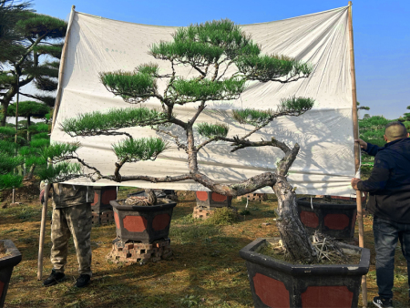 济南造型黑松园林如何防止树形变歪？山东造型松基地介绍