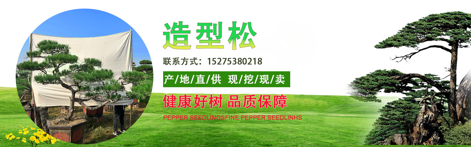 造型黑松