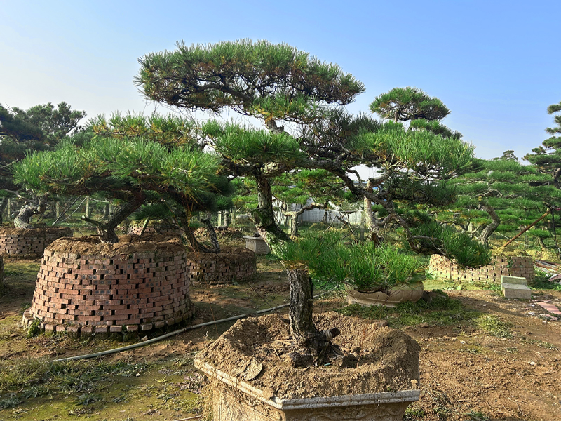 造型松