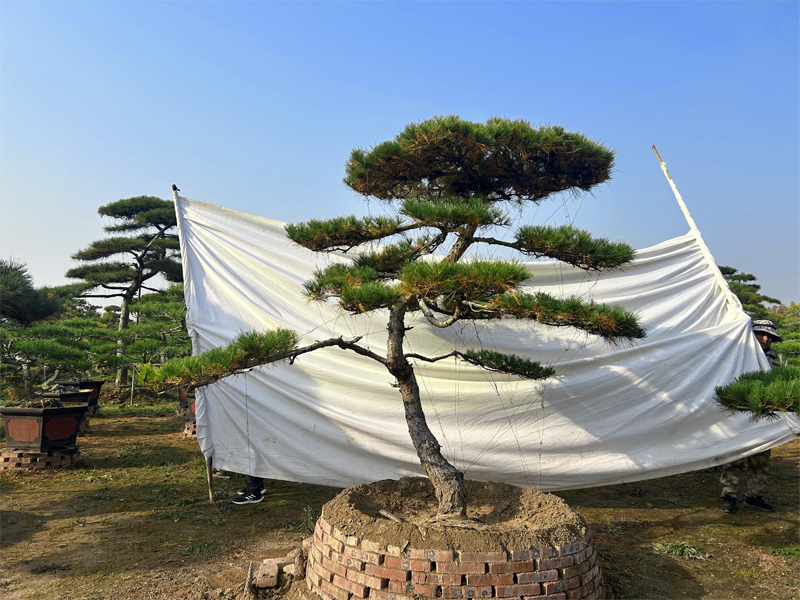 造型松