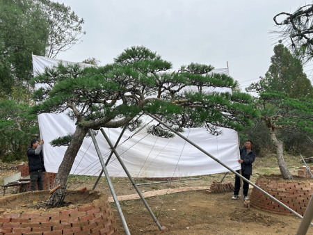 泰安造型松基地揭秘：庭院迎客松如何检查土壤湿度？