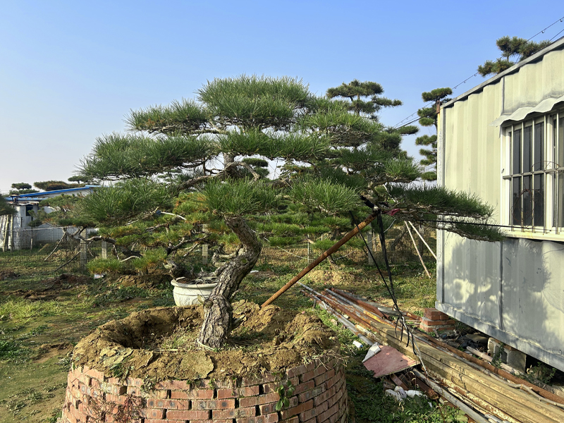 造型松