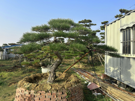 造型黑松