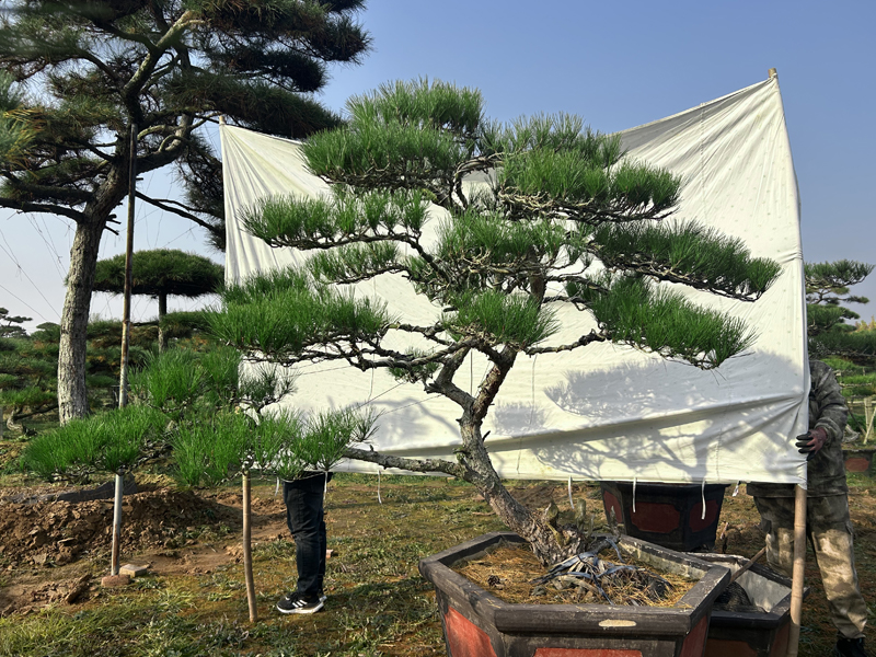 景观松