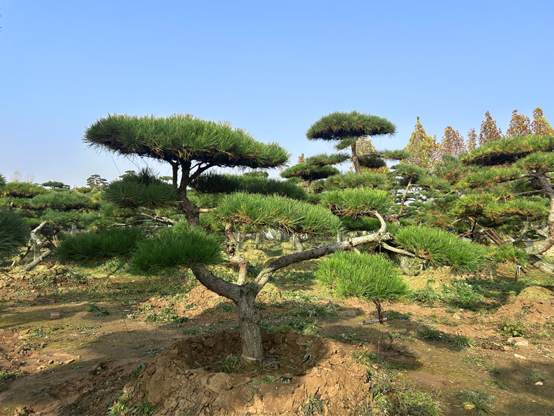 景观松